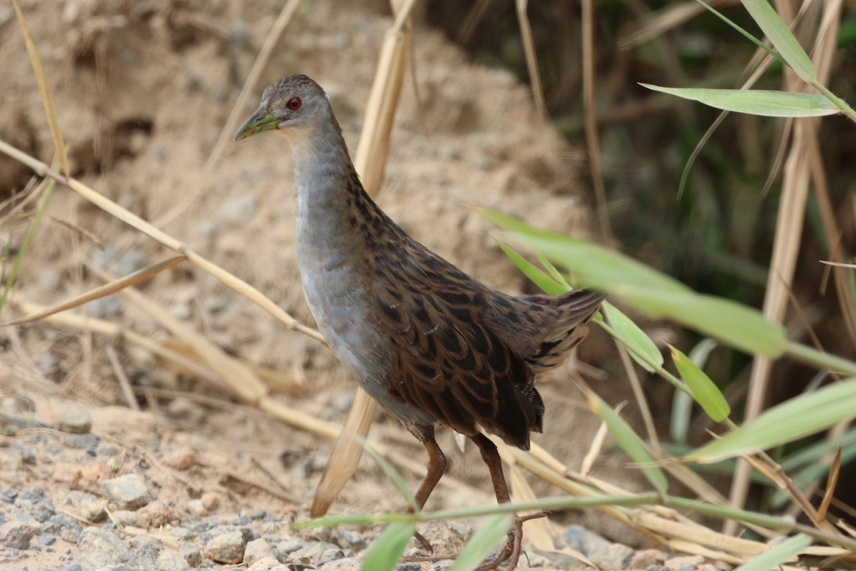 Ash-throated Crake - ML645828413