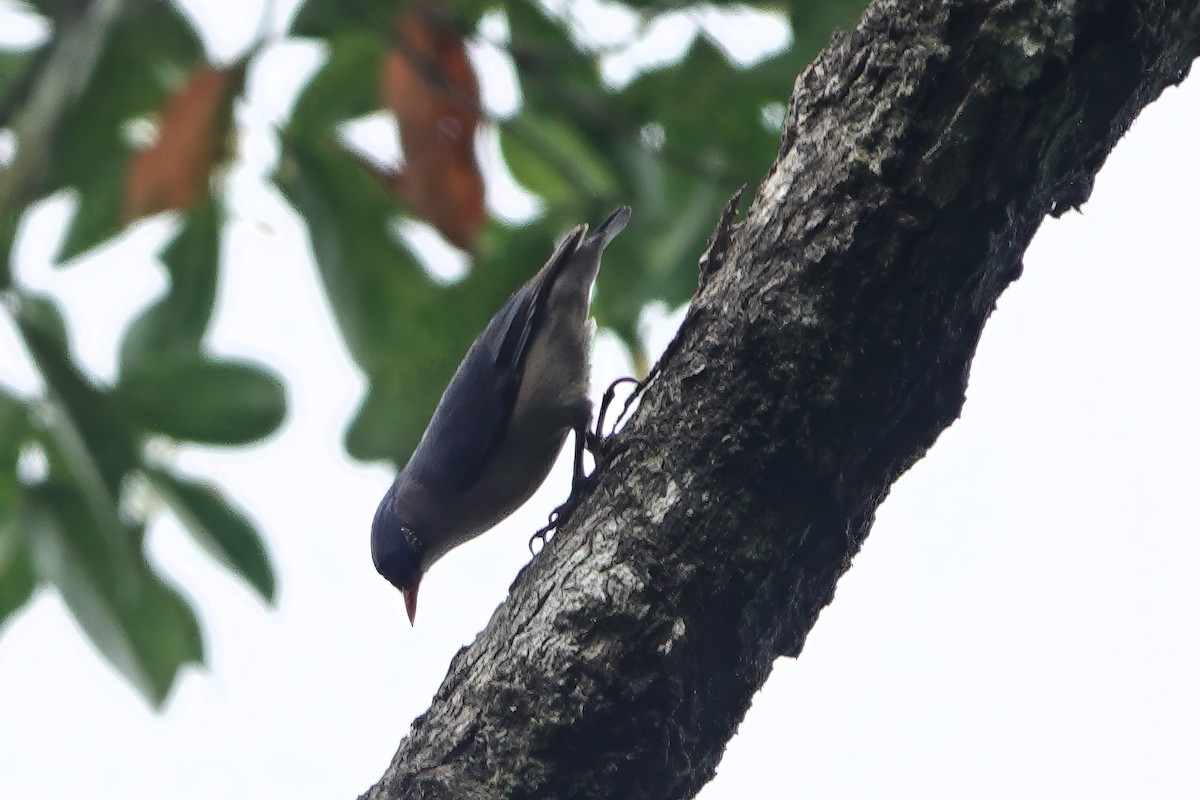Velvet-fronted Nuthatch - ML645828414