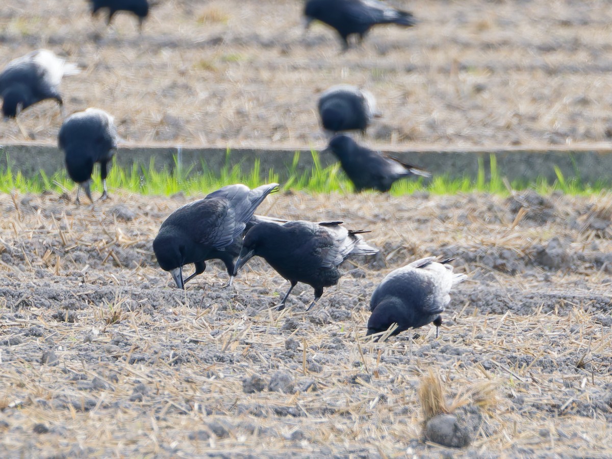 kornkråke - ML645828418