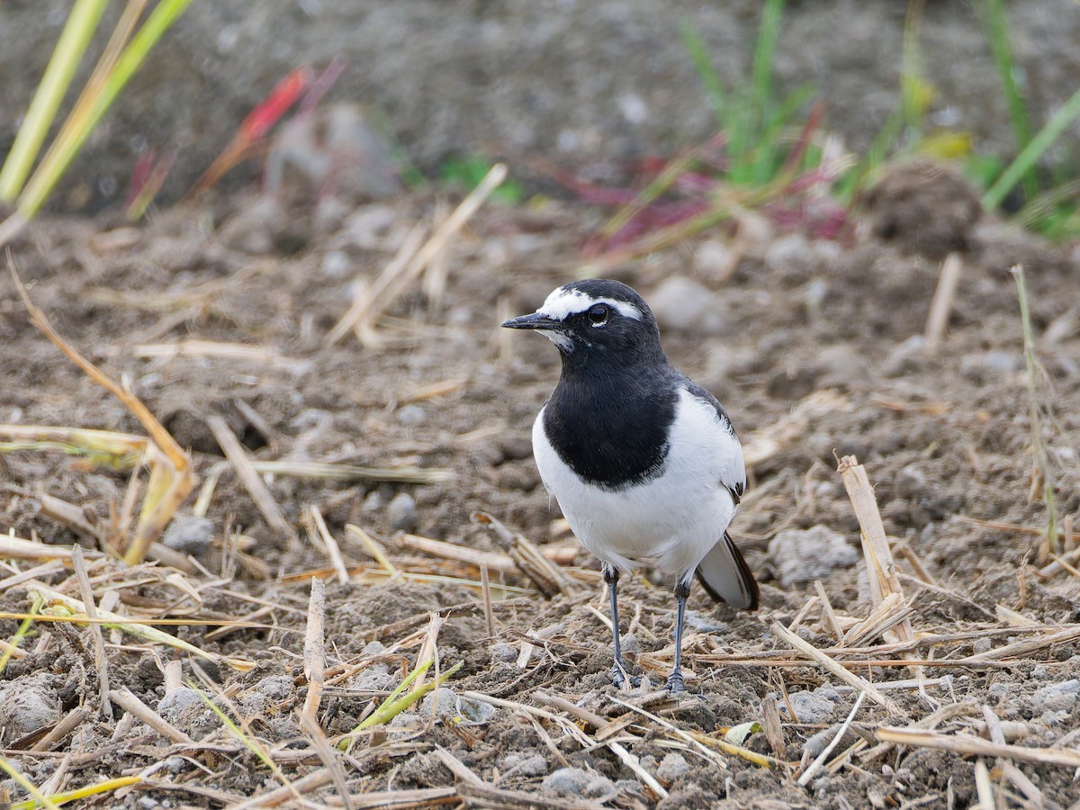 japanerle - ML645828422