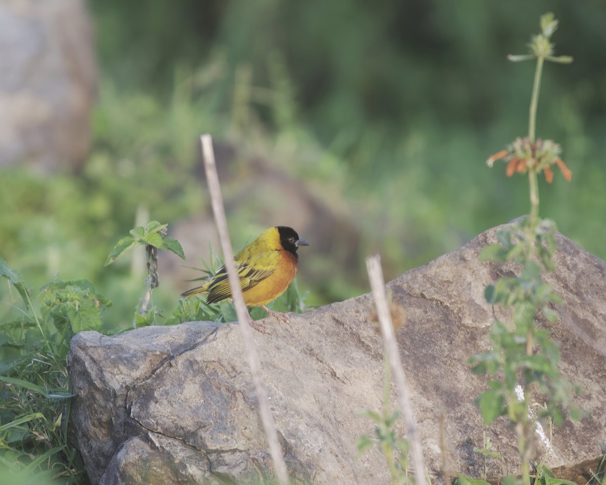 Black-headed Weaver - ML645828423