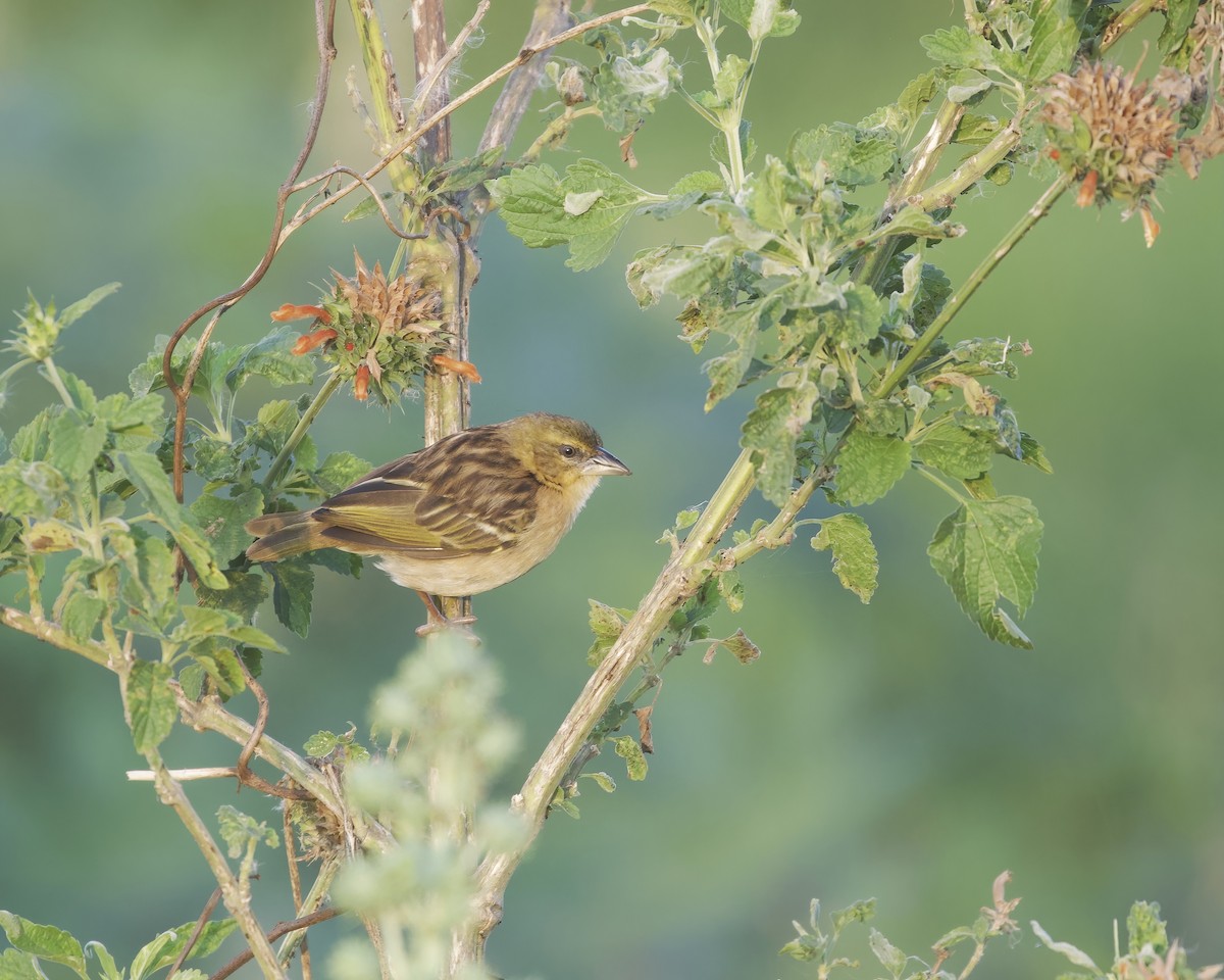 Black-headed Weaver - ML645828424