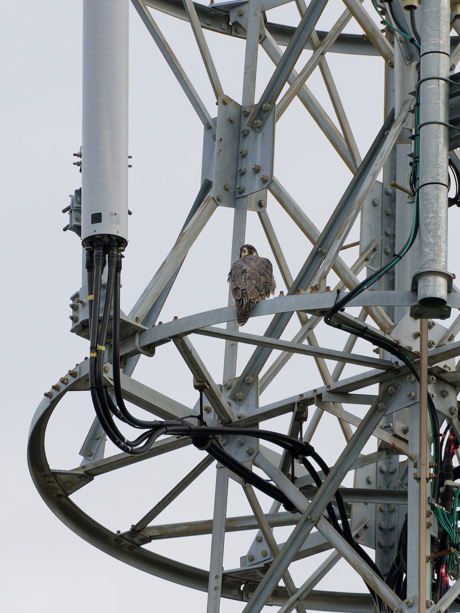 vandrefalk - ML645828425