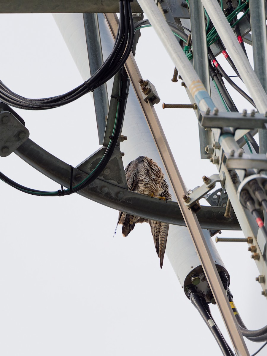 vandrefalk - ML645828427