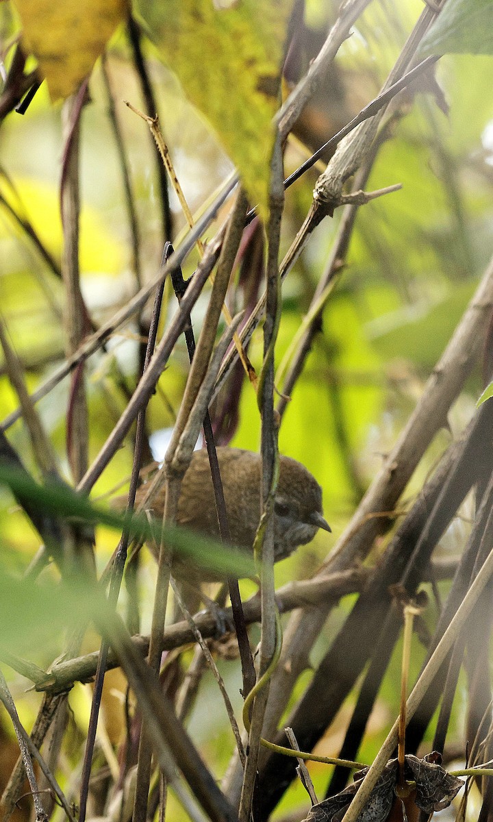 Chin Hills Wren-Babbler - ML645828442