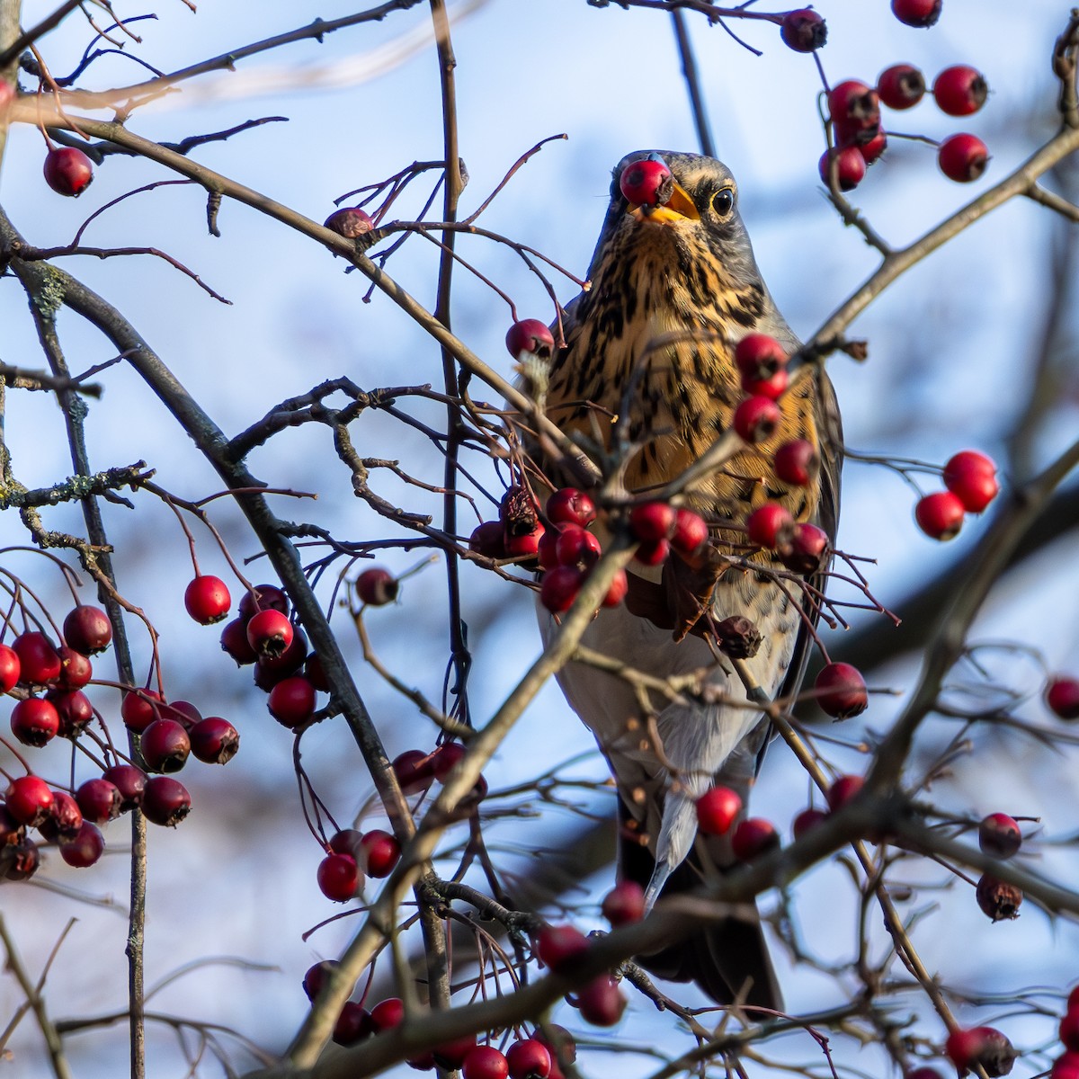 Fieldfare - ML645828447