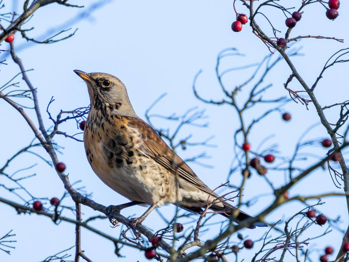 Fieldfare - ML645828448