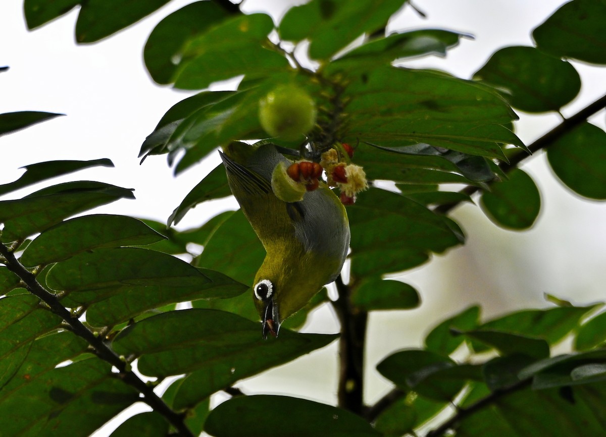 Окулярник малазійський - ML645828452