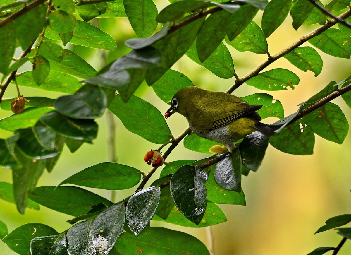 Окулярник малазійський - ML645828453