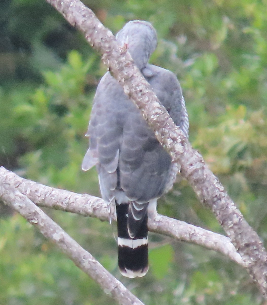 Gray Hawk - ML645828454