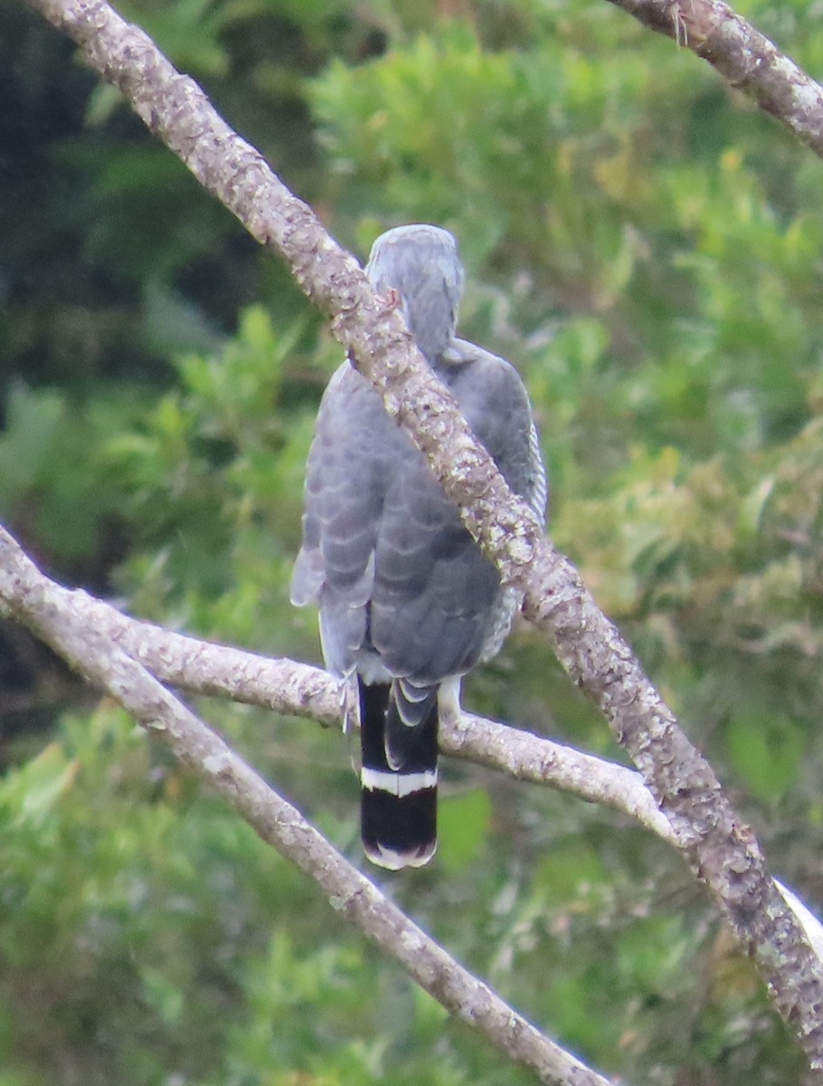 Gray Hawk - ML645828455