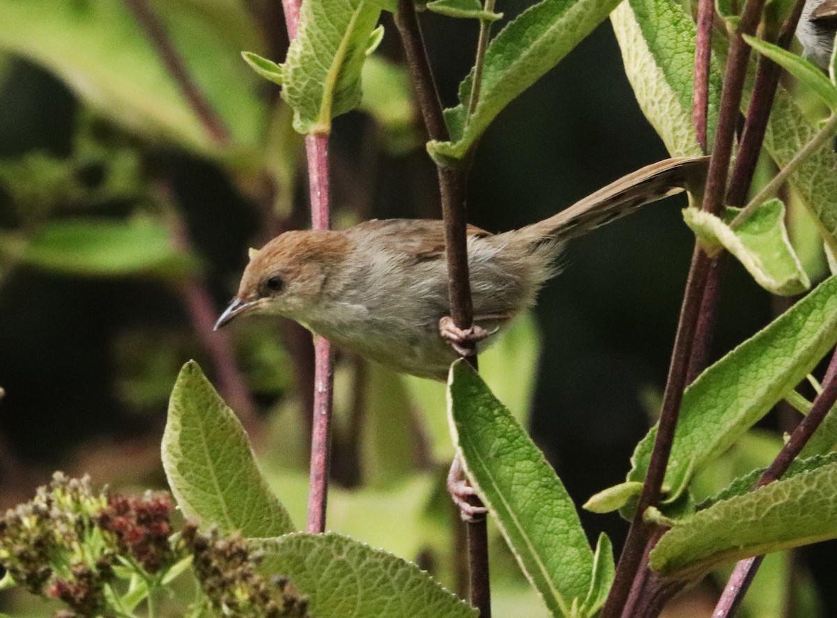 Hunter's Cisticola - ML645828457