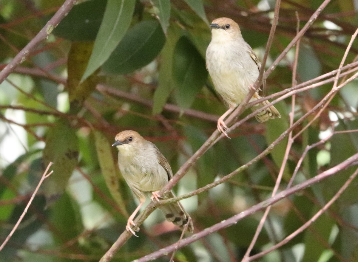 Hunter's Cisticola - ML645828458