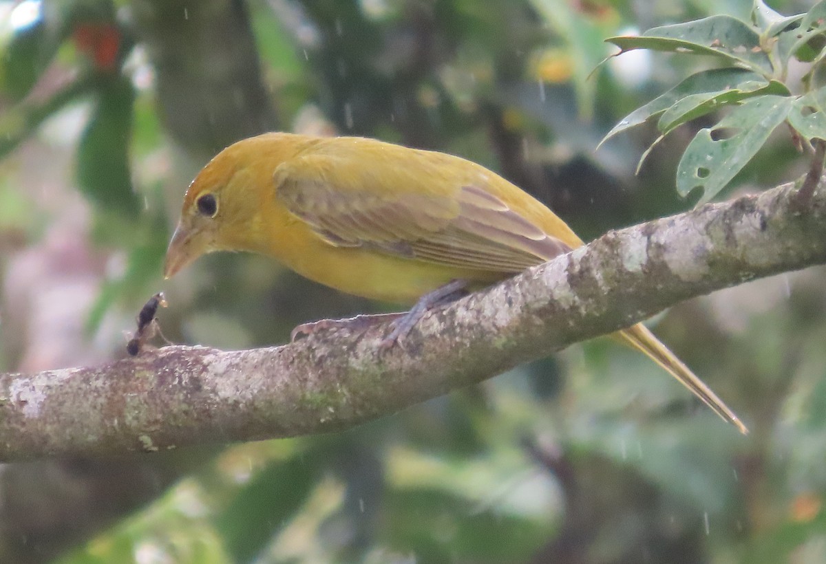 Summer Tanager - ML645828459