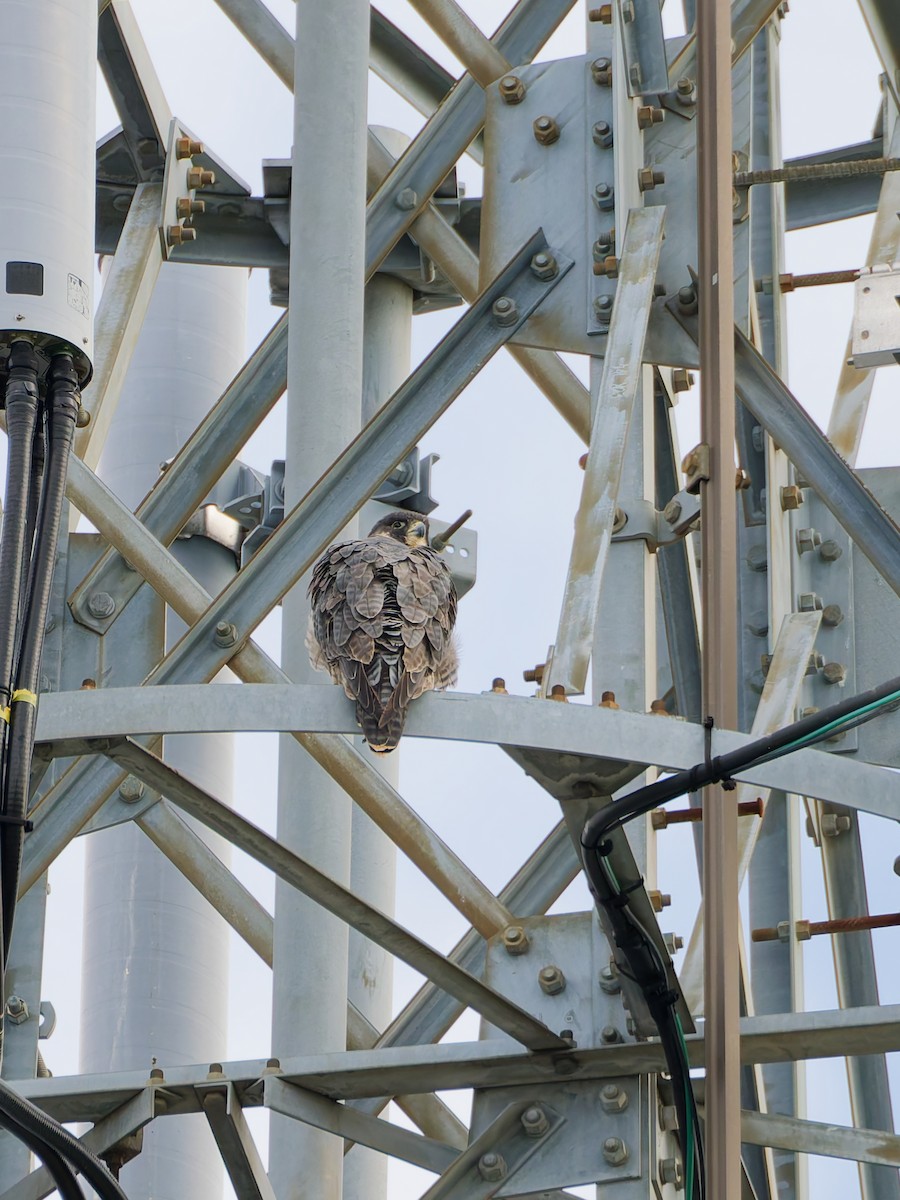 遊隼 - ML645828460