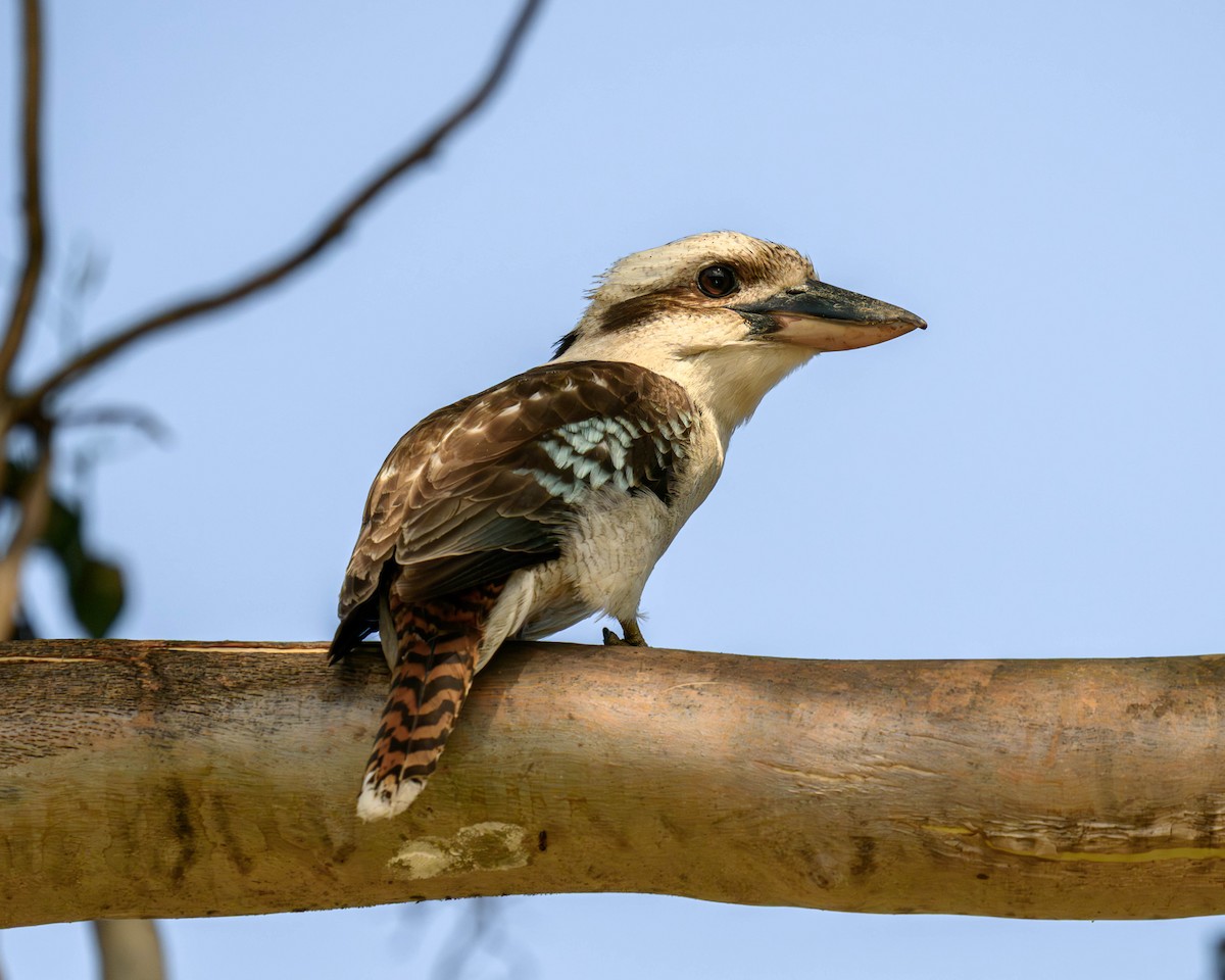 Laughing Kookaburra - ML645828462