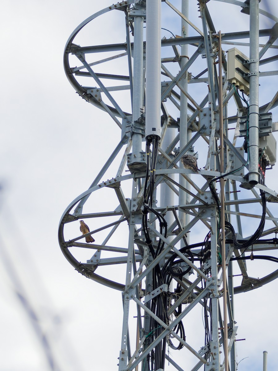 紅隼 - ML645828463