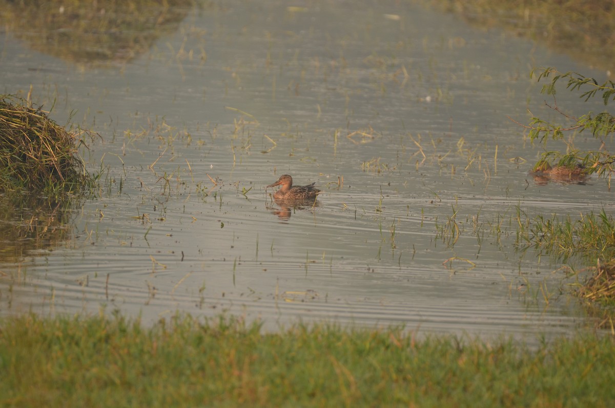 琵嘴鴨 - ML645828464