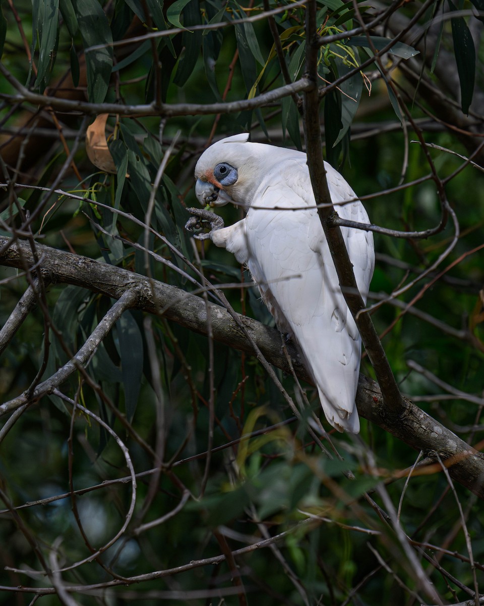 Little Corella - ML645828465