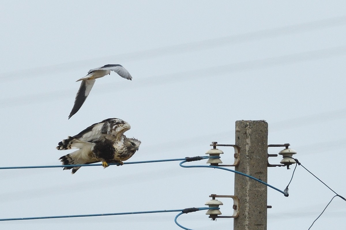 黑翅鳶 - ML645828466