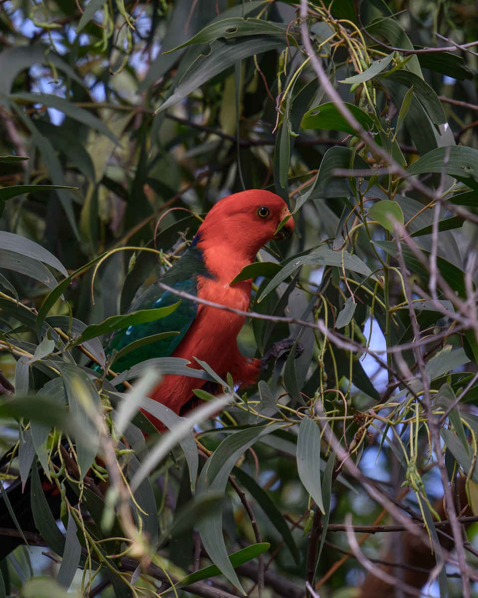 Australian King-Parrot - ML645828467