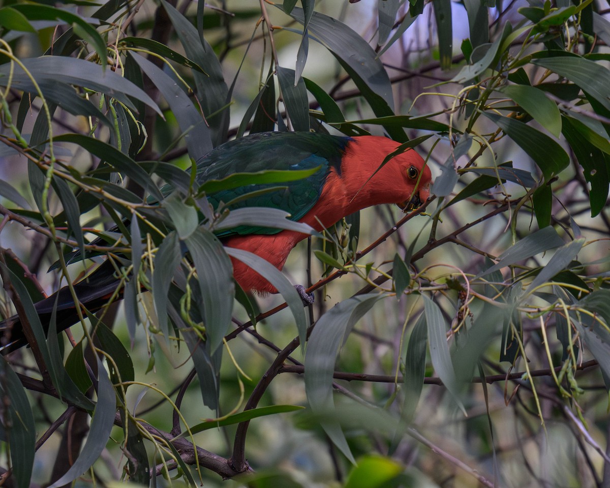 Australian King-Parrot - ML645828468