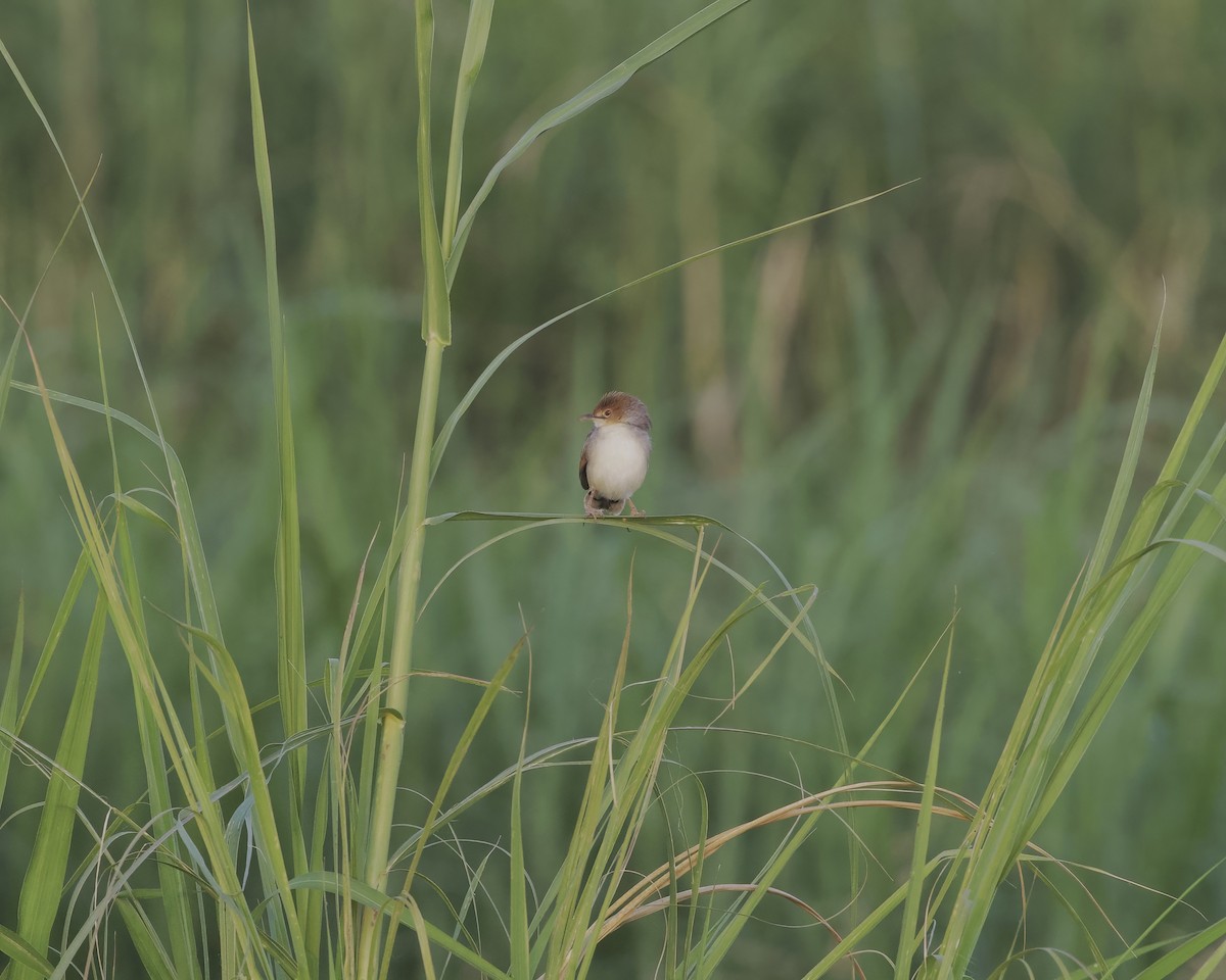 Winding Cisticola - ML645828469