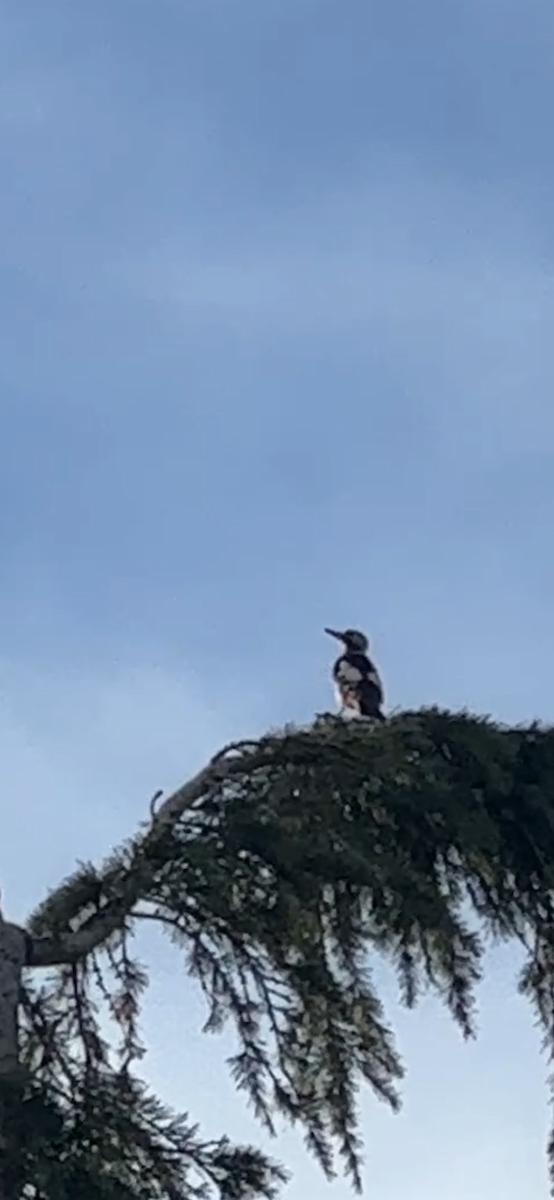 Syrian Woodpecker - ML645828470