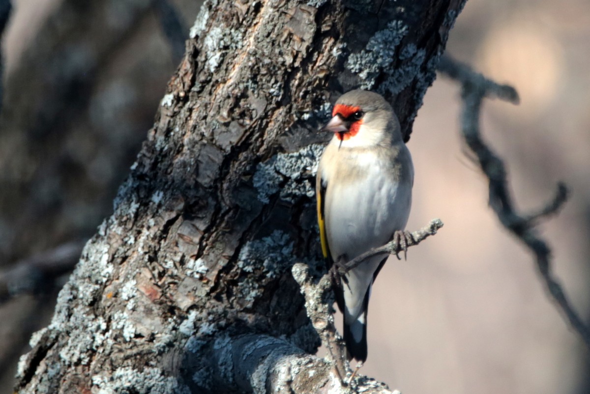 Gray-crowned Goldfinch - ML645828471