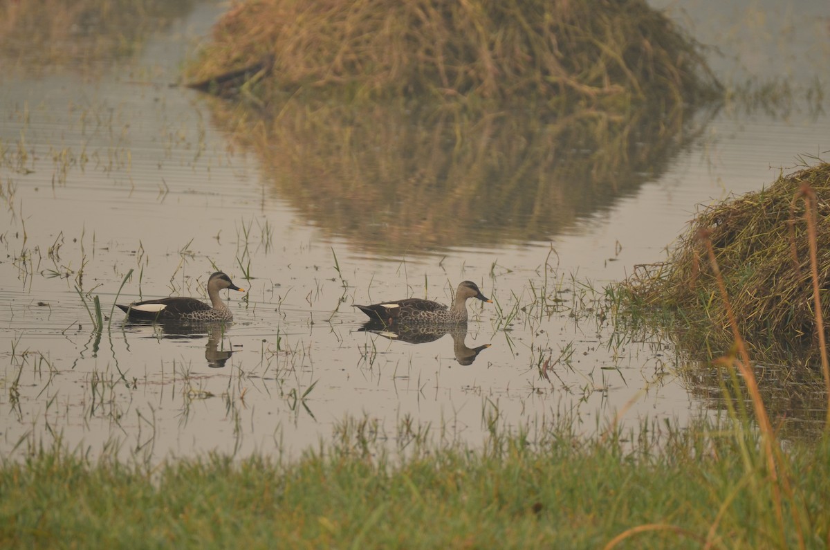 Indian Spot-billed Duck - ML645828472