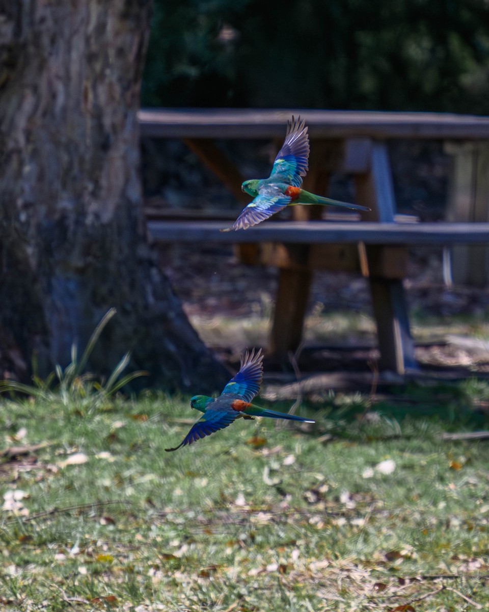 Red-rumped Parrot - ML645828473