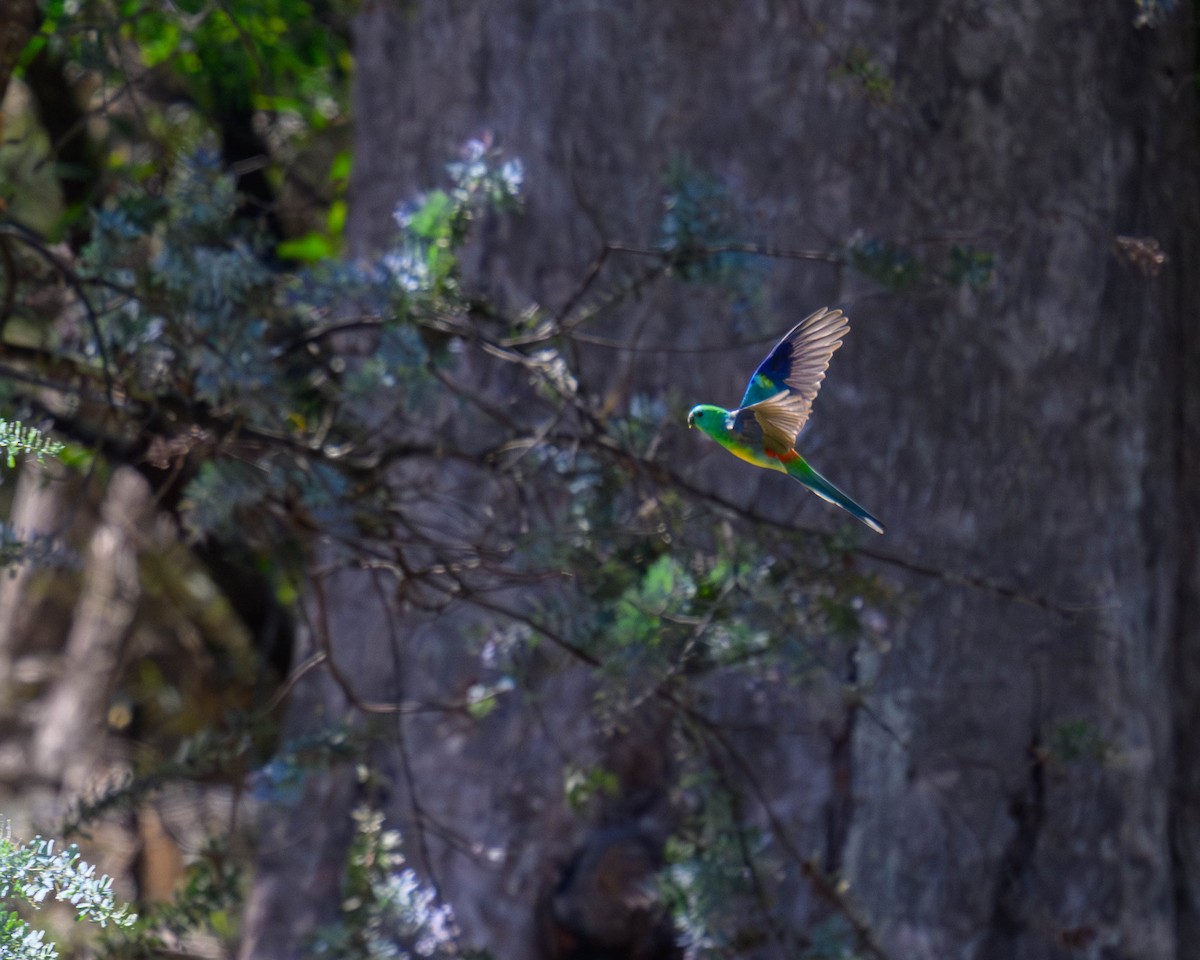 Red-rumped Parrot - ML645828474