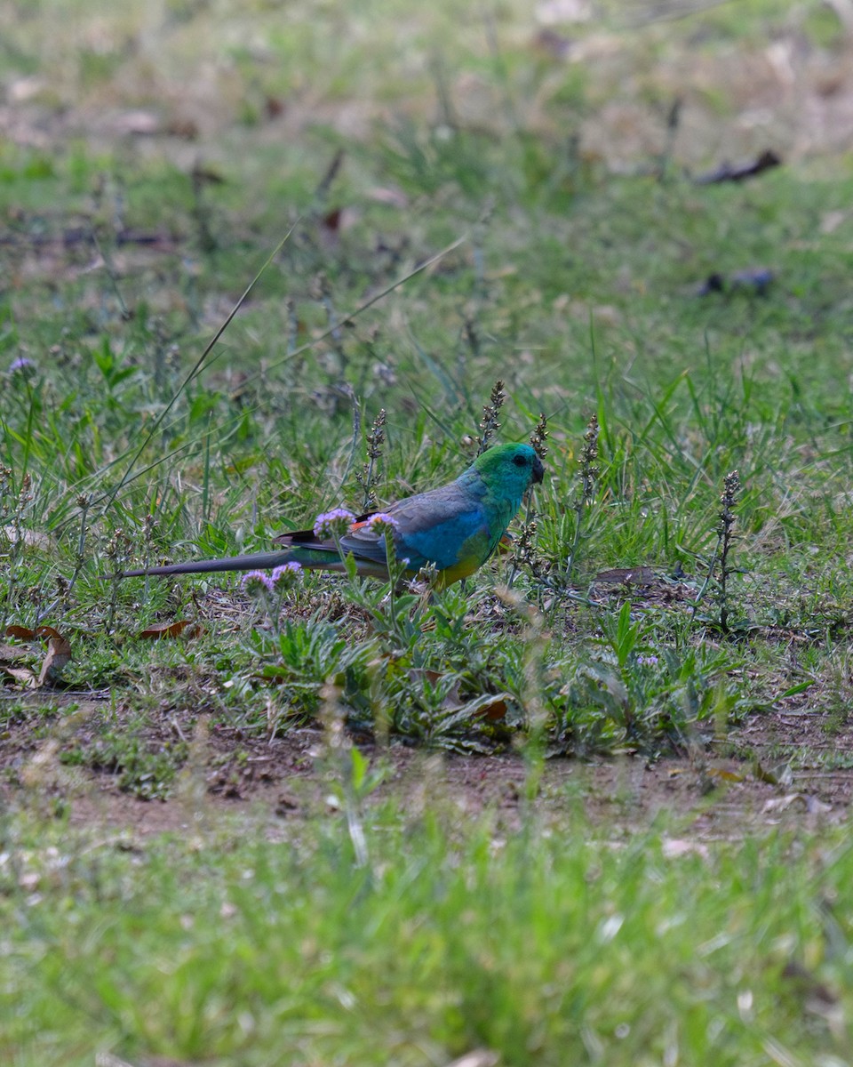 Red-rumped Parrot - ML645828475