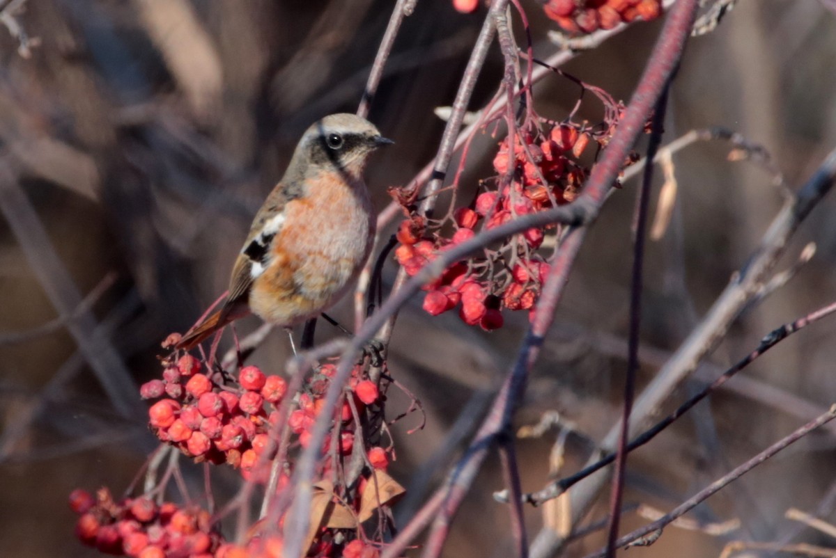 Rufous-backed Redstart - ML645828476