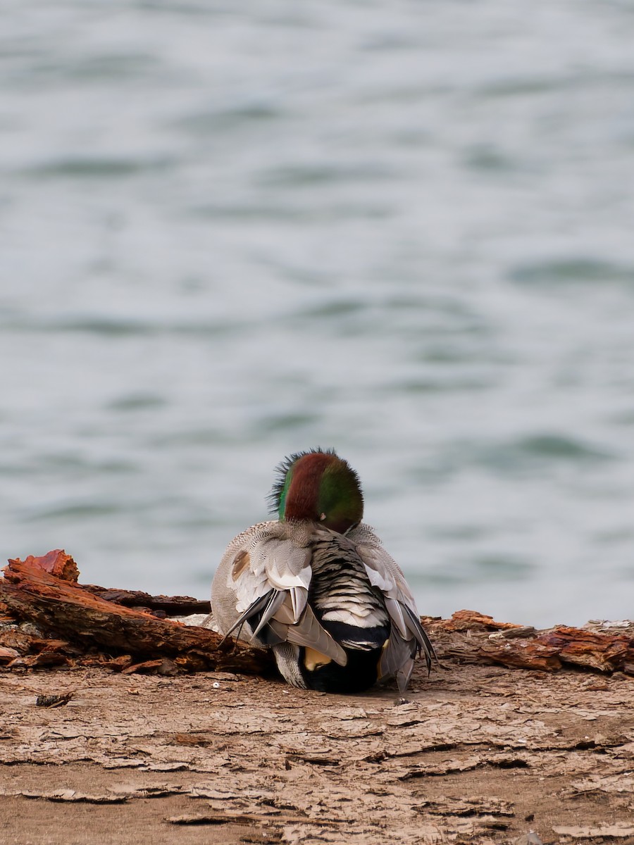 羅文鴨 - ML645828477