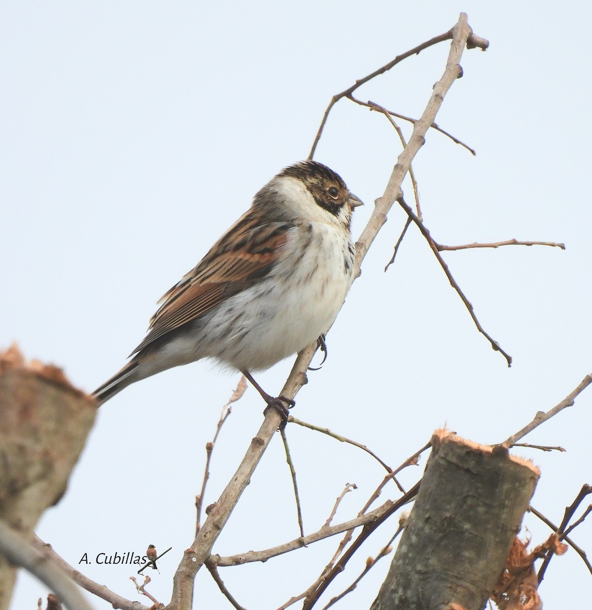 蘆鵐 - ML645828478