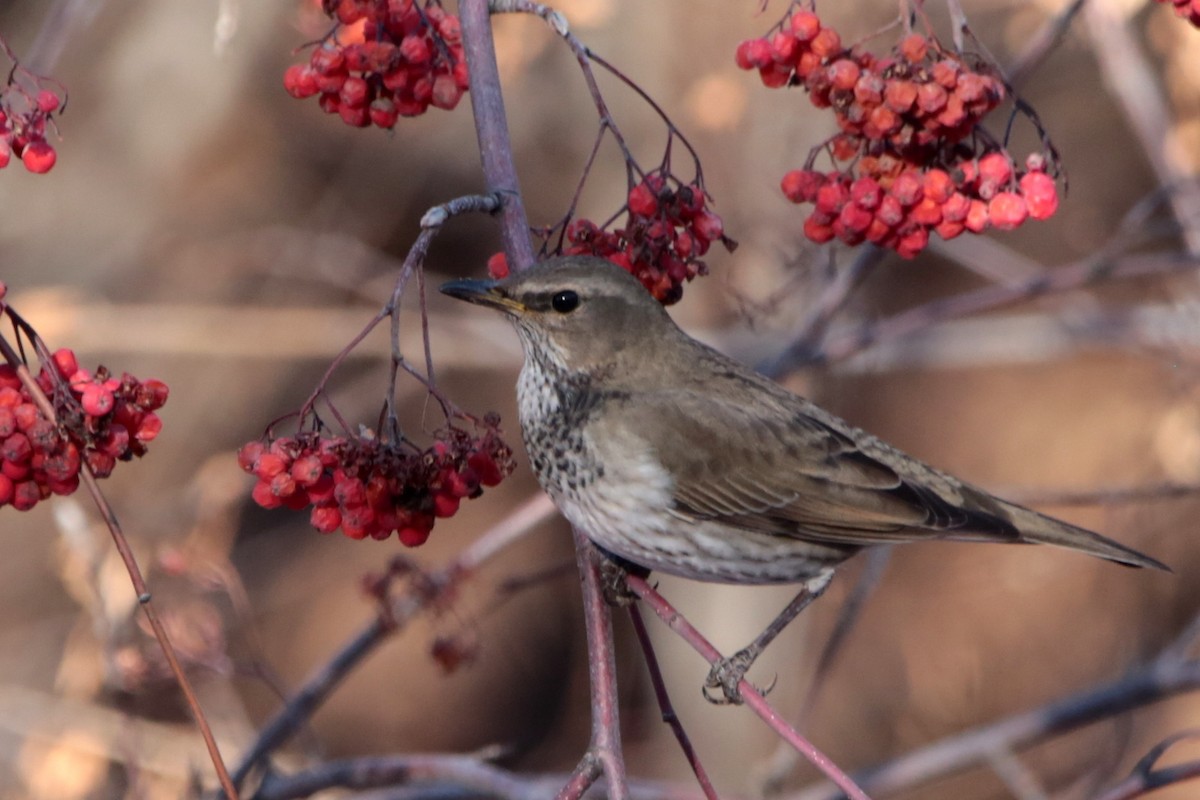 黑頸鶇 - ML645828479