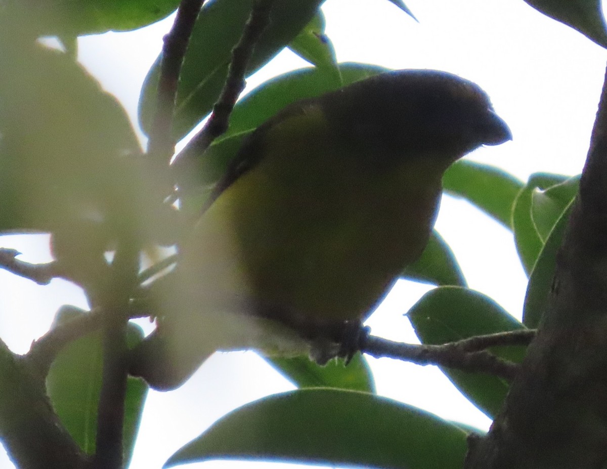 Yellow-throated Euphonia - ML645828482