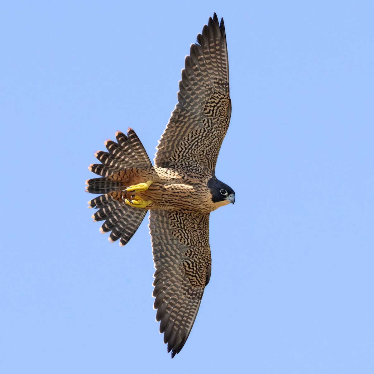 遊隼 - ML645828484