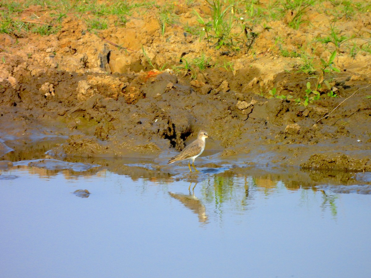 丹氏濱鷸 - ML645828485