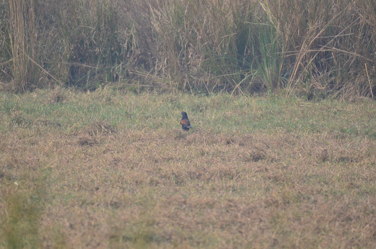 褐翅鴉鵑 - ML645828486