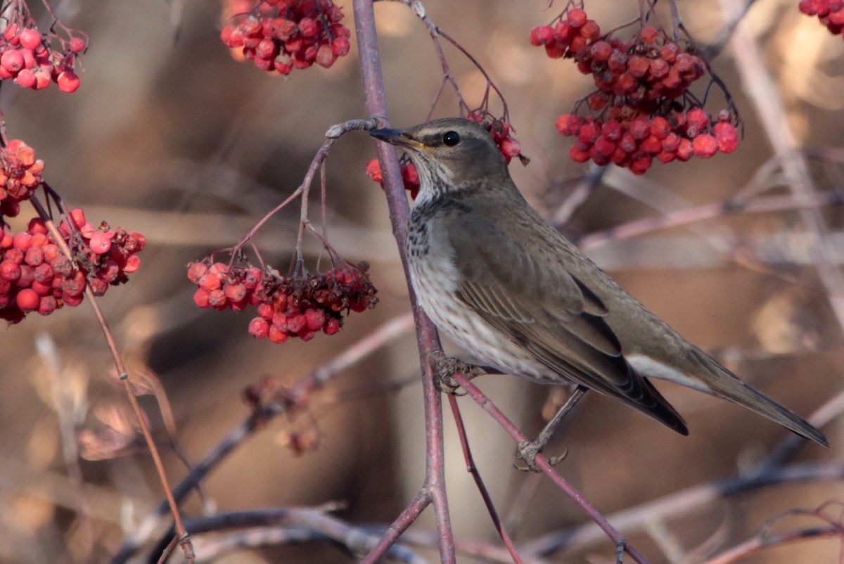 Black-throated Thrush - ML645828487