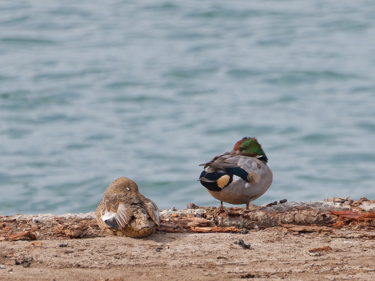 Falcated Duck - ML645828492