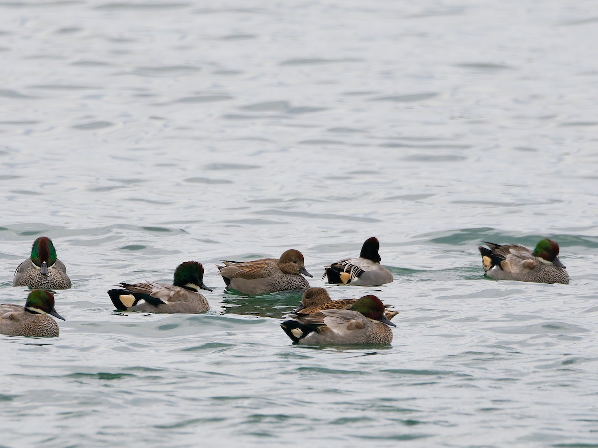 Gadwall - ML645828493