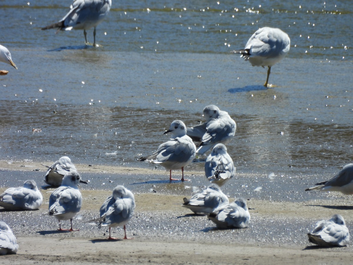 Bonaparte's Gull - ML645828494