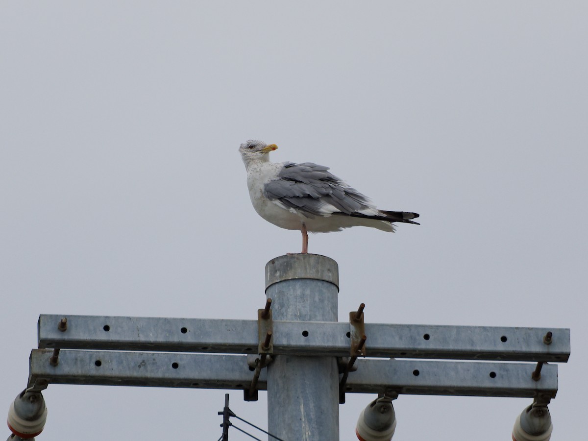 Ostsibirien-/Mongolenmöwe - ML645828495