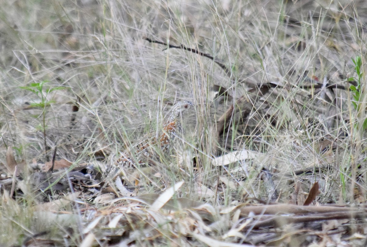 Buntlaufhühnchen - ML645828504