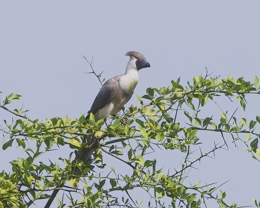 Nacktgesicht-Lärmvogel - ML645828505