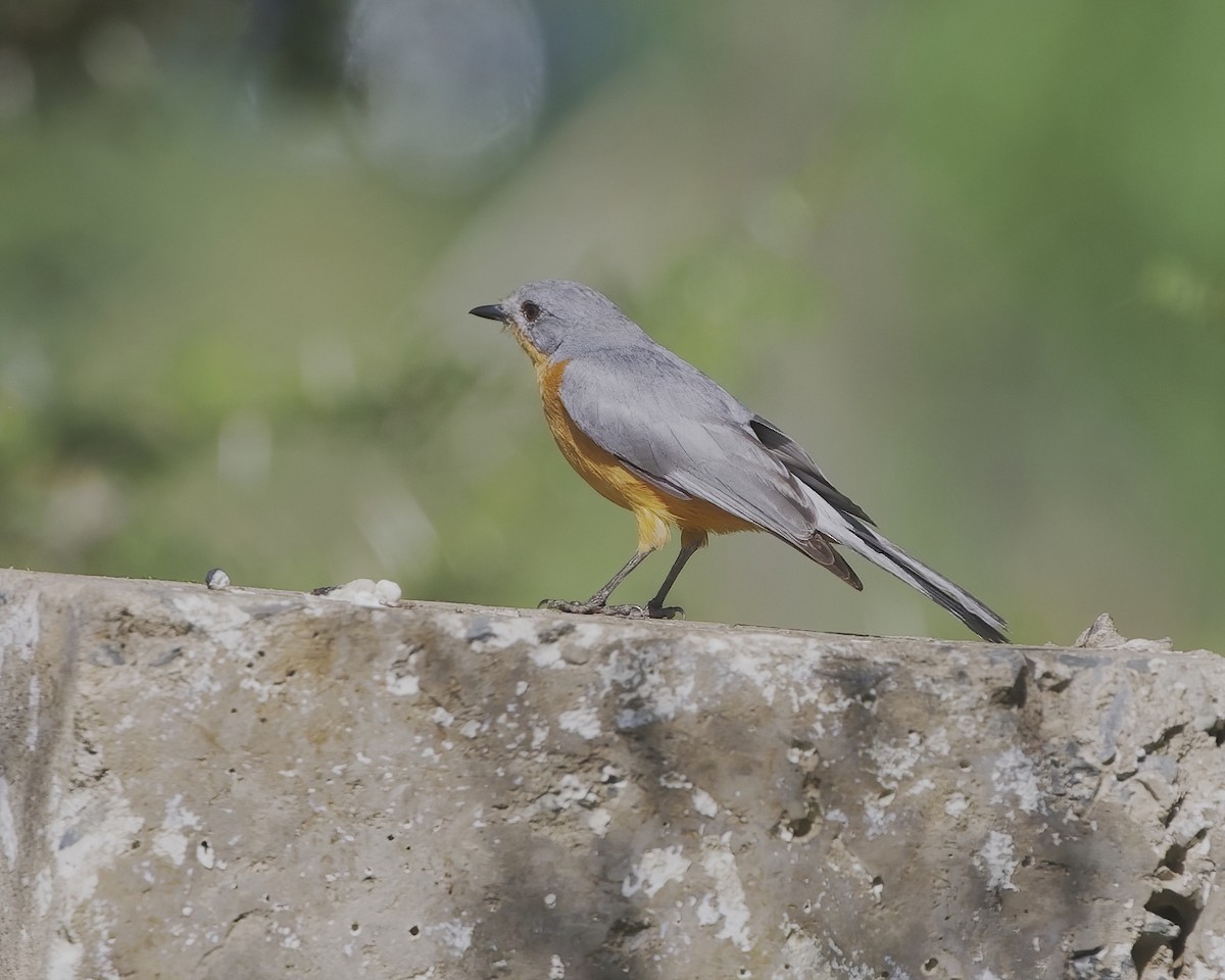 Silberschnäpper - ML645828506