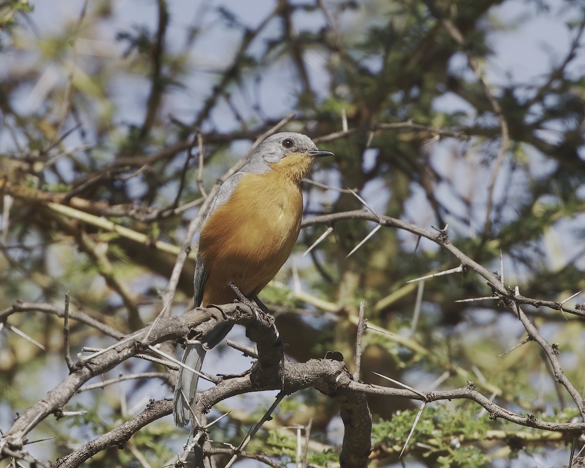 Silberschnäpper - ML645828507